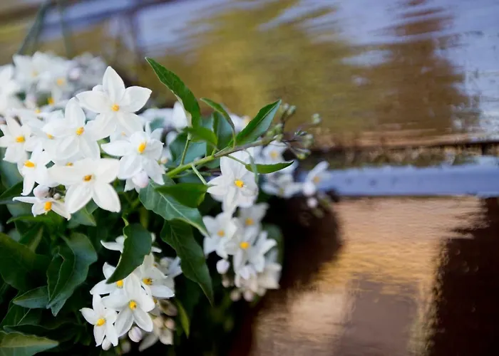 Relaxed Verblijf In Chalet Op De Veluwe Chalet Putten